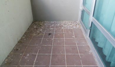 duivenplaag op balkon