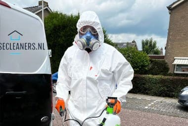 mold removal company