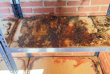 mouse cleanup after infestation